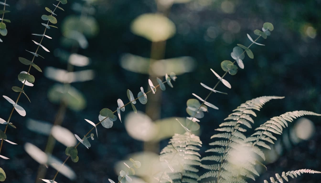 Soft sunlight filtering through delicate eucalyptus and fern foliage